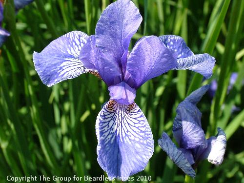 Wealden Butterfly (4)